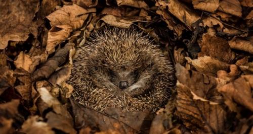 Help our hedgehogs in Bovey Tracey and Heathfield image 1