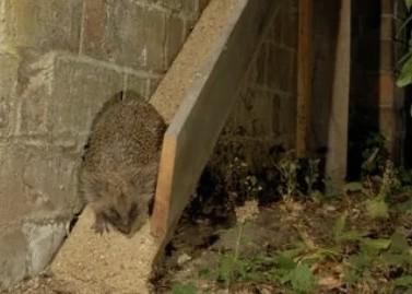 Help our hedgehogs in Bovey Tracey and Heathfield image 2