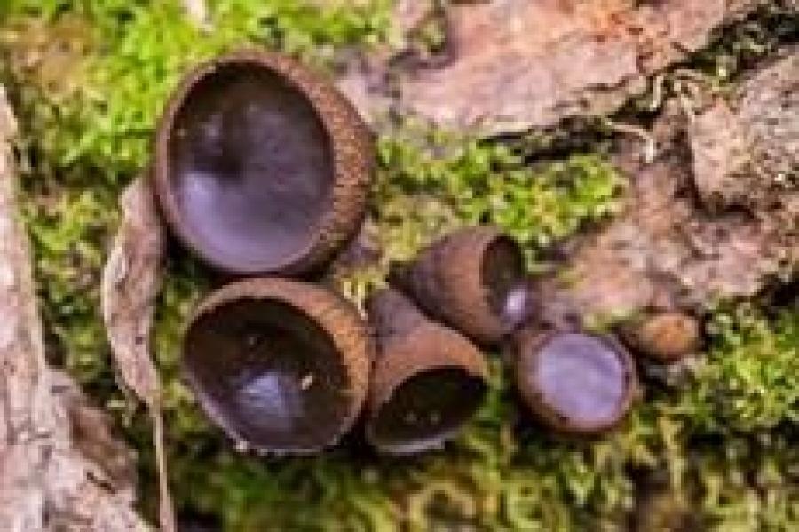 Fungi Walk  - Yarner Wood image 1