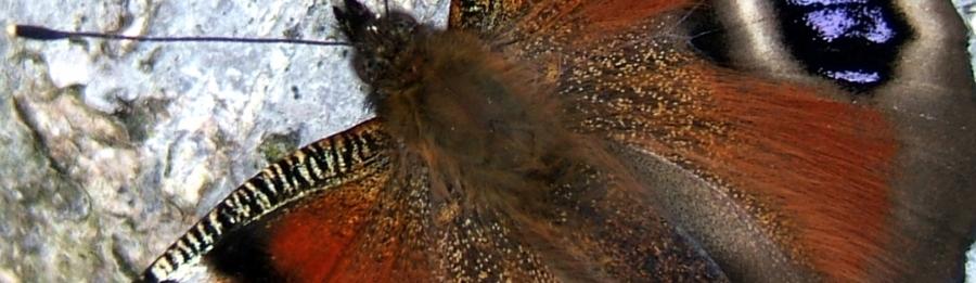 The Secret World of Butterflies image 1