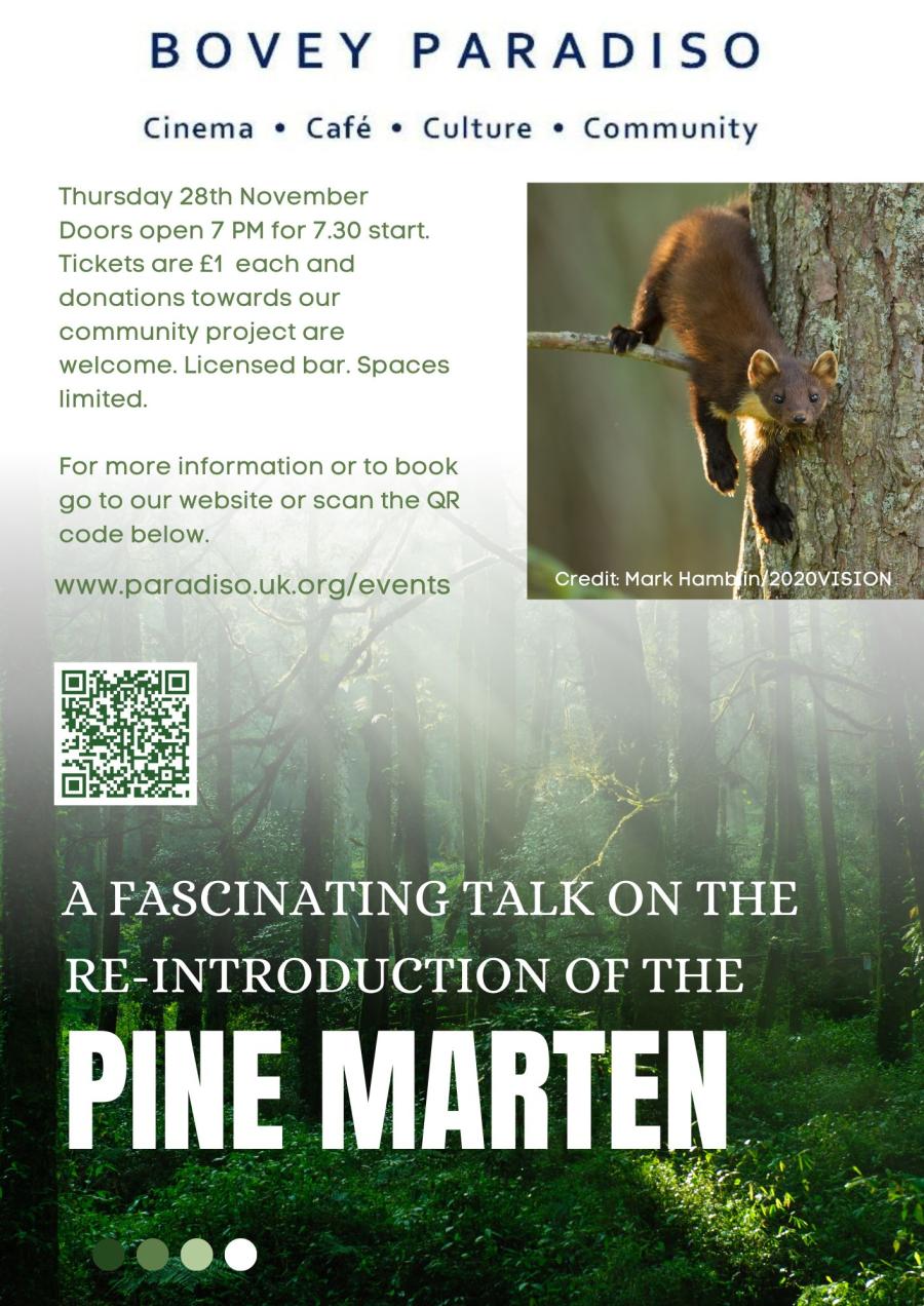 Pine Martens Bounce Back image 1
