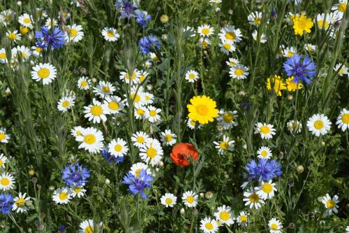 Wildflower verges image 1
