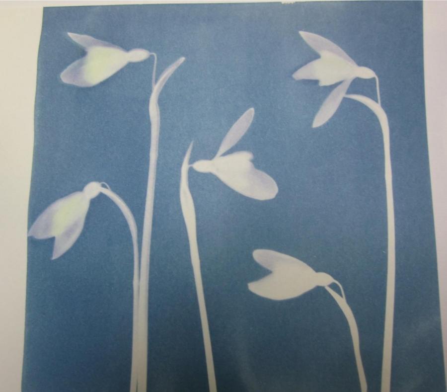 Sun printing workshops at Bovey Tracey image 1